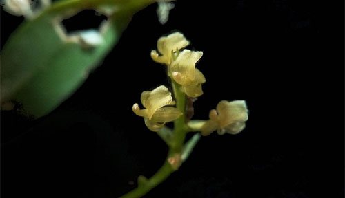 Lan Liparis cespitosa (Lam.) Lindl có hoa to từ 3 đến 4 mm, cánh hoa màu vàng nhợt và lá đài cong ra sau.
